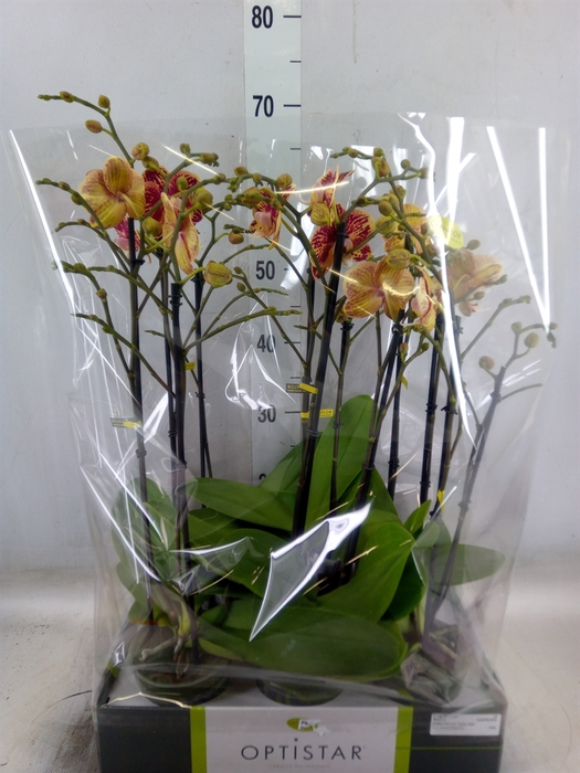 <h4>Phalaenopsis   ...red</h4>