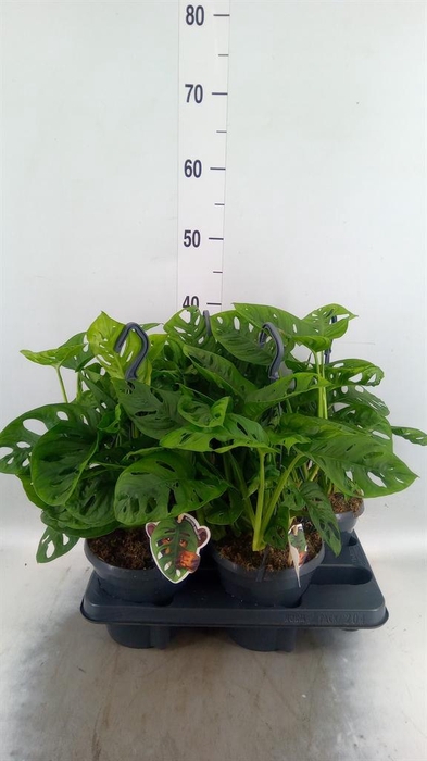 <h4>Monstera obliqua 'Leichtlinii'</h4>