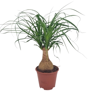 Nolina recurvata (Beaucarnea)