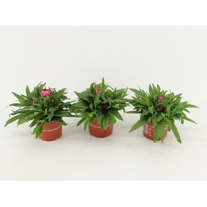 Bracteantha Dreamtime / strobloem Roze
