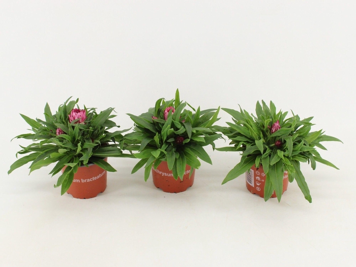 <h4>Bracteantha Dreamtime / strobloem Roze</h4>