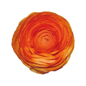 Ranunculus Natura Moderna Vivaldi