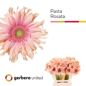 Gerbera Pasta Rosata Water x40