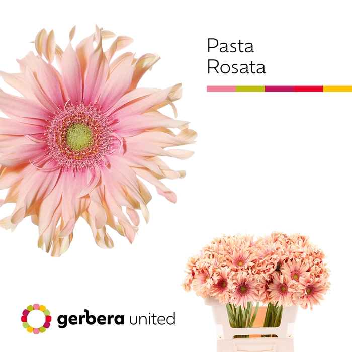 <h4>Gerbera Pasta Rosata Water x40</h4>