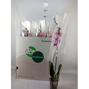 Phalaenopsis   ...mix