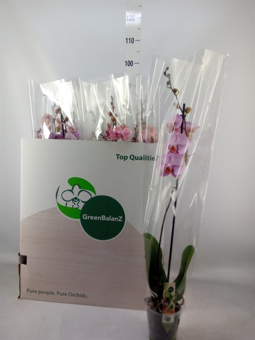<h4>Phalaenopsis   ...mix</h4>