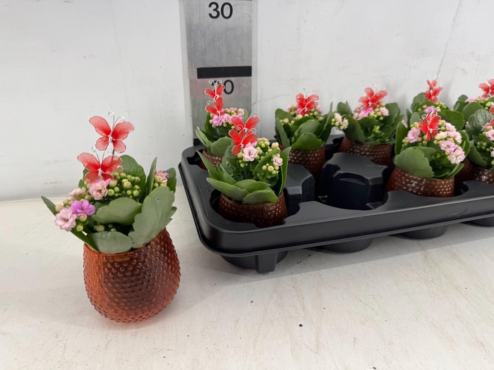 <h4>ARR PL IN SCHAAL</h4>