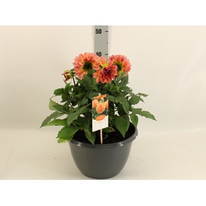 DAHL GARDEN PEACH