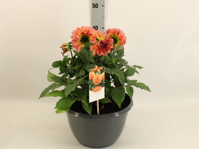 <h4>DAHL GARDEN PEACH</h4>