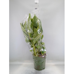 Alpinia zerumbet 'Variegata'