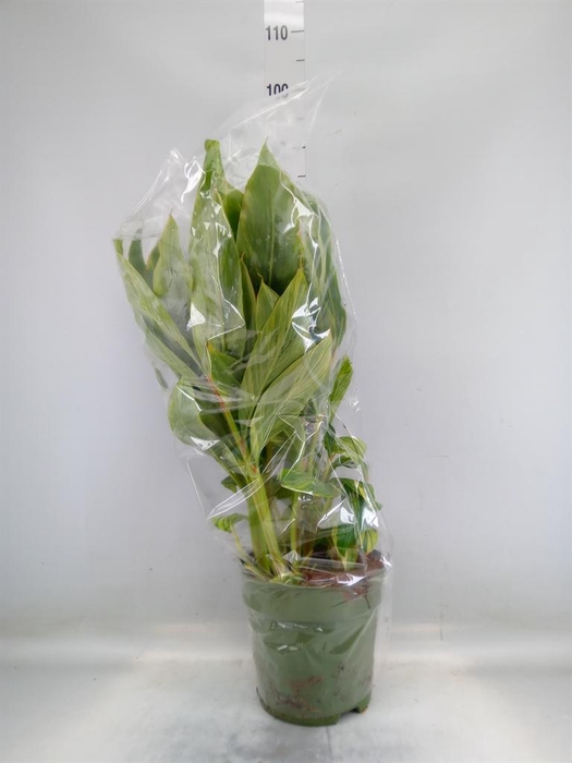 <h4>Alpinia zerumbet 'Variegata'</h4>