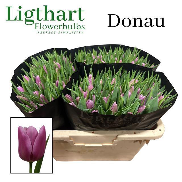 <h4>TU EN DONAU</h4>