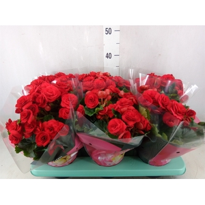 Begonia elat. DU 'Baladin'