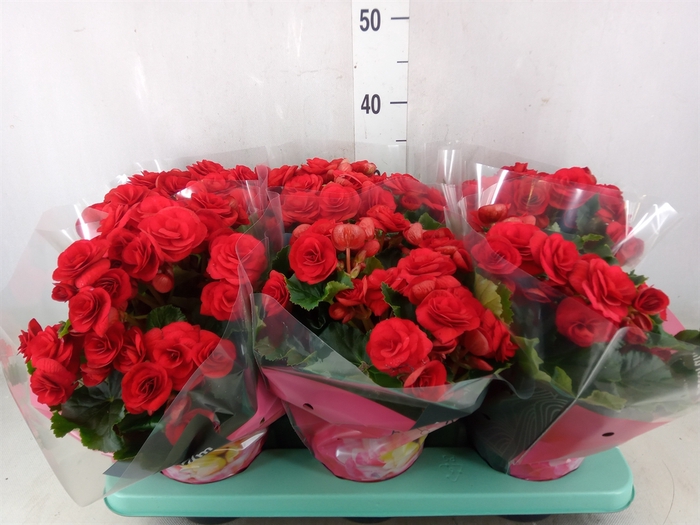 <h4>Begonia elat. DU 'Baladin'</h4>