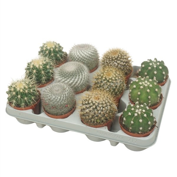 <h4>Bolcactus mix 8,5 cm in 12 gaats tray</h4>