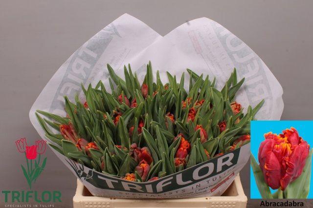 <h4>TU PA ABRACADABRA</h4>