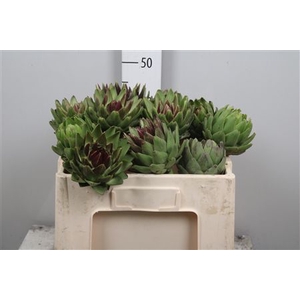 Cynara Sc Green Glob