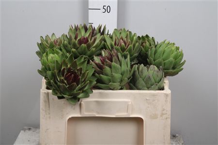<h4>Cynara Sc Green Glob</h4>