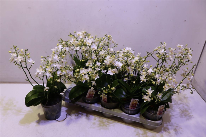 <h4>Phal Mf Ov</h4>