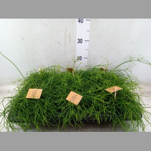 Rhipsalis   ...