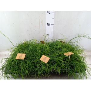 Rhipsalis   ...
