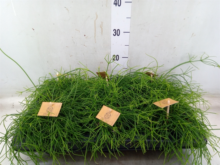 <h4>Rhipsalis   ...</h4>