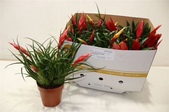 <h4>Vries Mf Type Gem 3</h4>