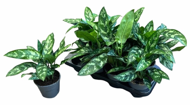 Aglaonema Maria 14Ø 35cm 2pp