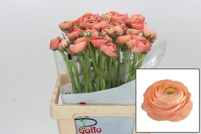 <h4>RAN SU TUAREG</h4>