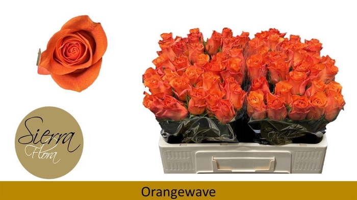 <h4>R Gr Orange Wave</h4>