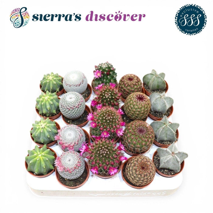 <h4>Discover® - Bilbao Cactus Mix (Exclusive)</h4>