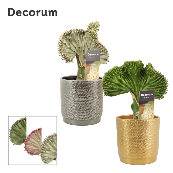 <h4>Euphorbia Lactea 12 cm in Gabriël (Deco-collection)</h4>