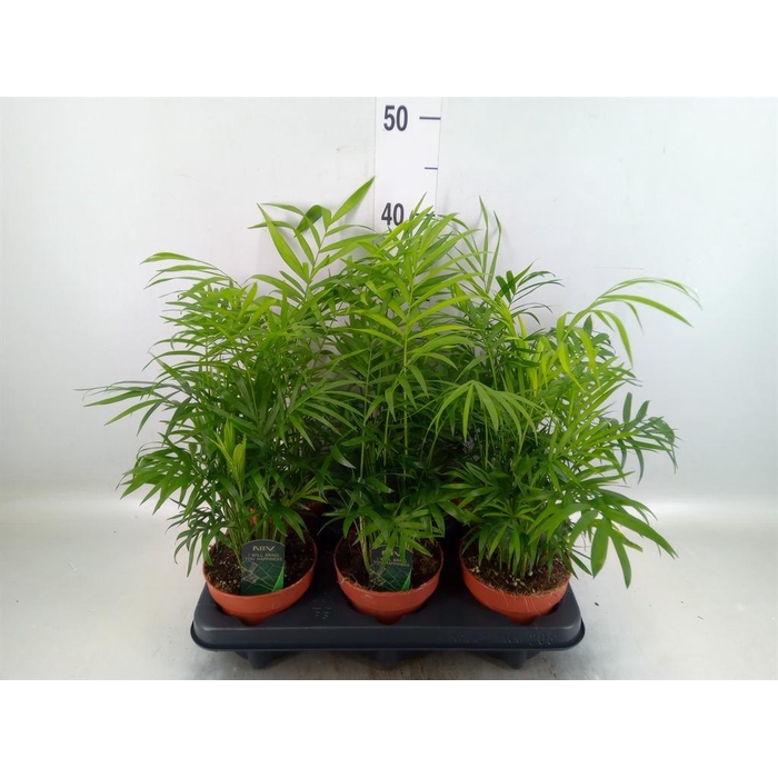 <h4>Chamaedorea elegans</h4>