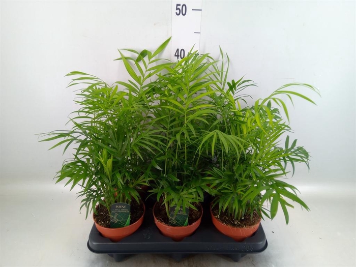 <h4>Chamaedorea elegans</h4>