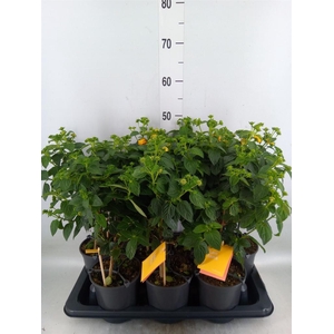 Lantana camara 'Simon Orange'