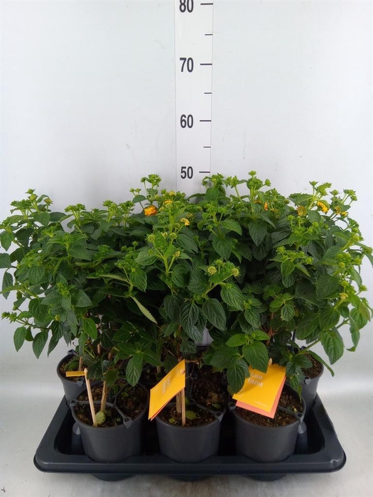<h4>Lantana camara 'Simon Orange'</h4>