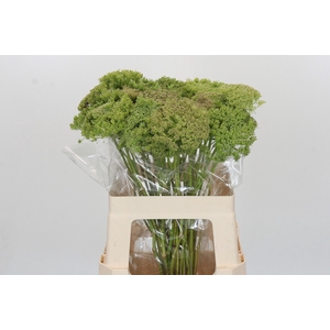 Ammi Visnaga Green Mist