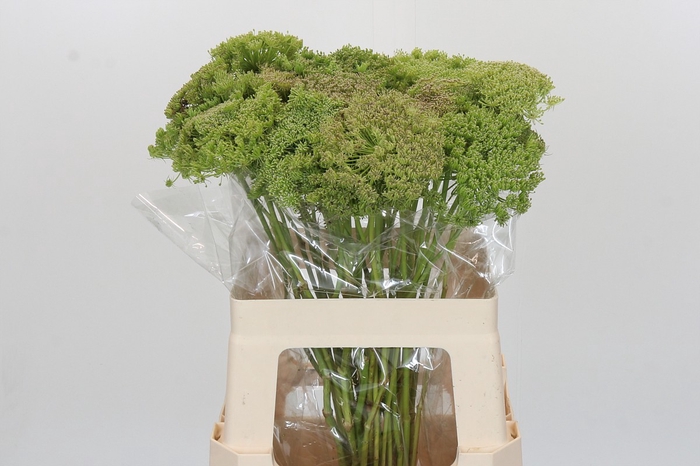 <h4>Ammi Visnaga Green Mist</h4>