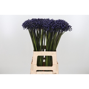 Agapanthus Intermedia