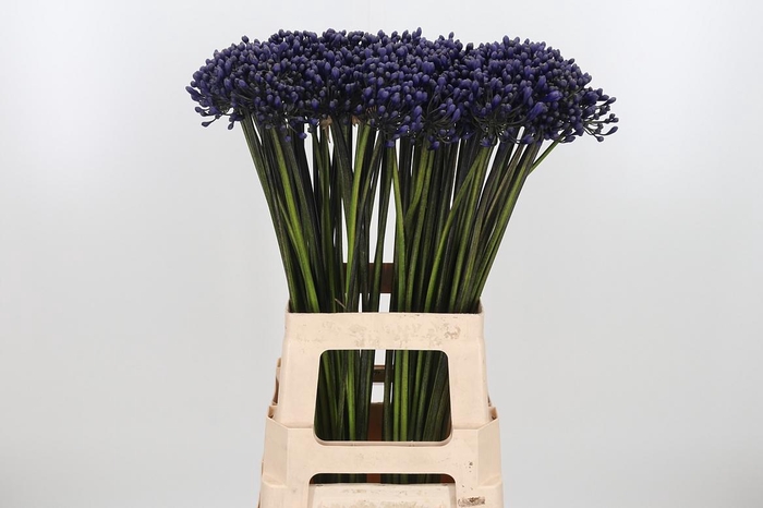 <h4>Agapanthus Intermedia</h4>