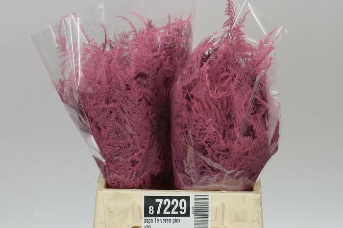 Aspa 1e Veren Pink X50
