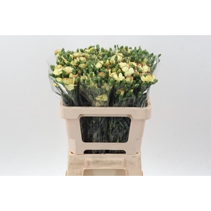 Di Solomio Blush Fly It