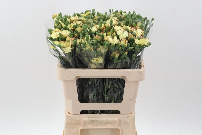 <h4>Di Solomio Blush Fly It</h4>