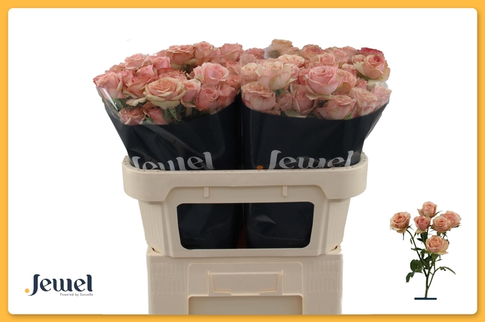 <h4>R TR DESTINI Water</h4>