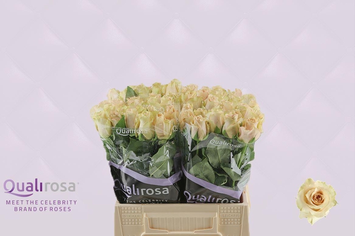 <h4>R Gr Quicksand</h4>