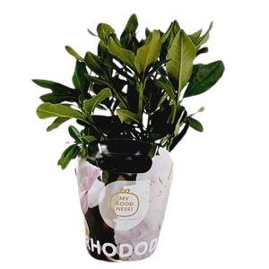 Rhododendron 30-35 /2 liter 'Wit' met potcover