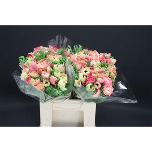 Anem Levante Rosa X100