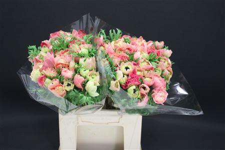 <h4>Anem Levante Rosa X100</h4>