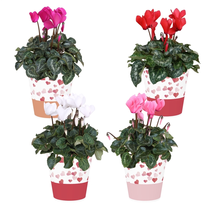 <h4>Collectie 'Soft Illusion' - Cyclamen in smartcup Candy (Valentijn)</h4>