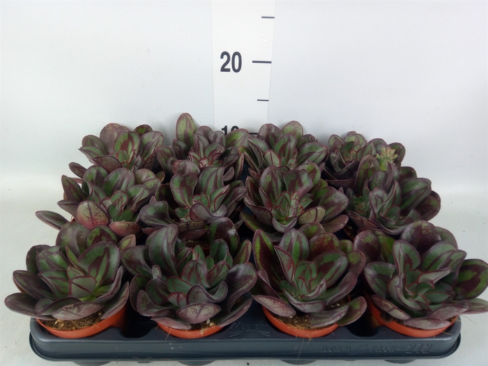 <h4>Echeveria   ...</h4>